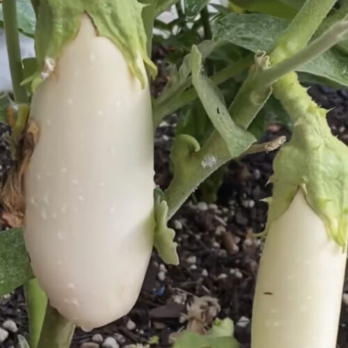 Casper White Eggplant Seeds | Heirloom | Organic