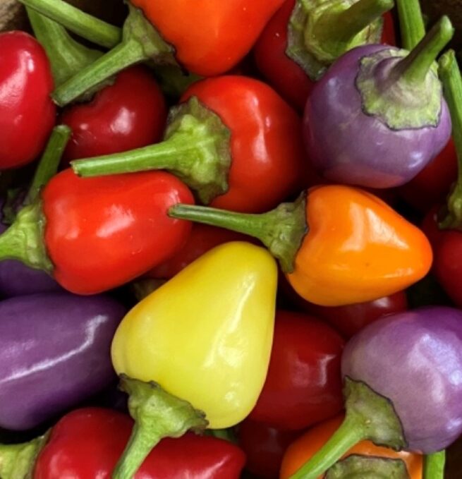 Chinese 5 Color Pepper Seeds | Hot | Organic
