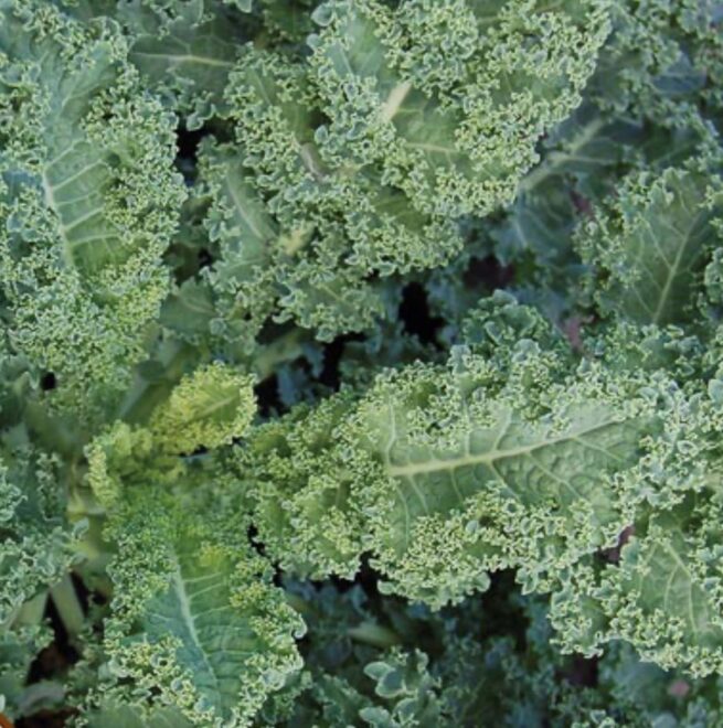 Dwarf Blue Curley Scotch Kale Seeds | Heirloom | Organic