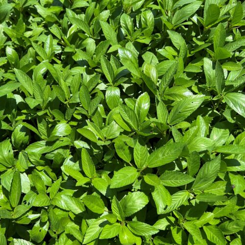 Egyptian Spinach (Molokhia) Seeds | Heirloom | Organic