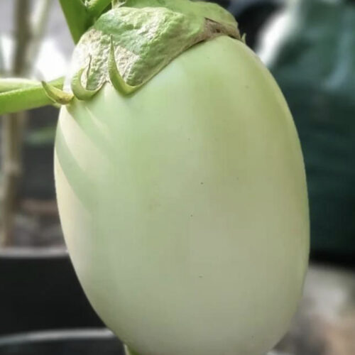 Green Apple Eggplant Seeds | Heirloom | Organic