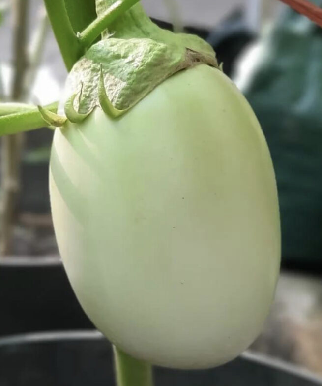 Green Apple Eggplant Seeds | Heirloom | Organic