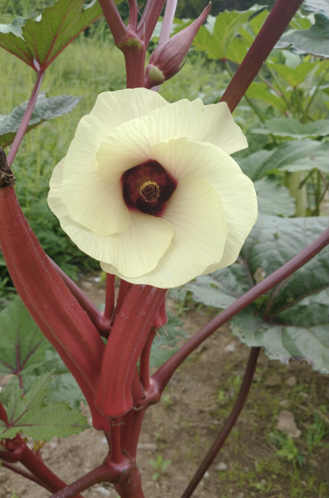 thumbnail image 2 of Mother Nature's Seeds – Okra 'Jing Orange' 50 Seeds – Red/Orange Pods, Non-GMO, Asian Variety 2 of 6