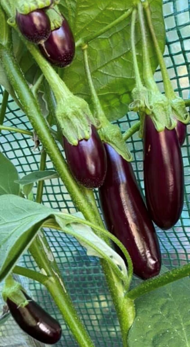 Little Fingers Eggplant Seeds | Organic