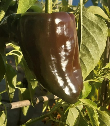 Mulato Isleno Pepper Seeds | Hot | Heirloom | Organic