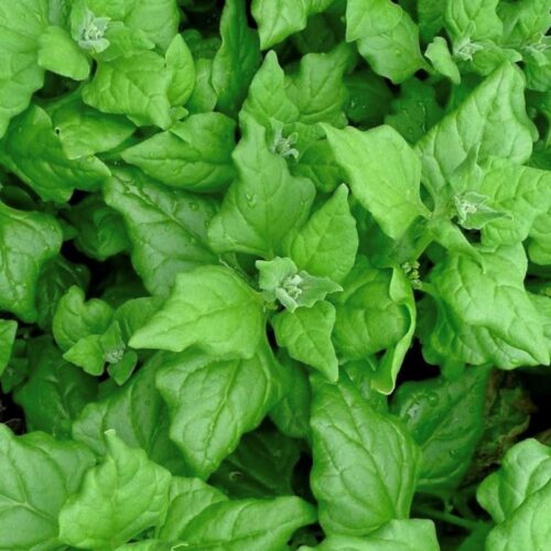 New Zealand Spinach Seeds | Heirloom | Organic