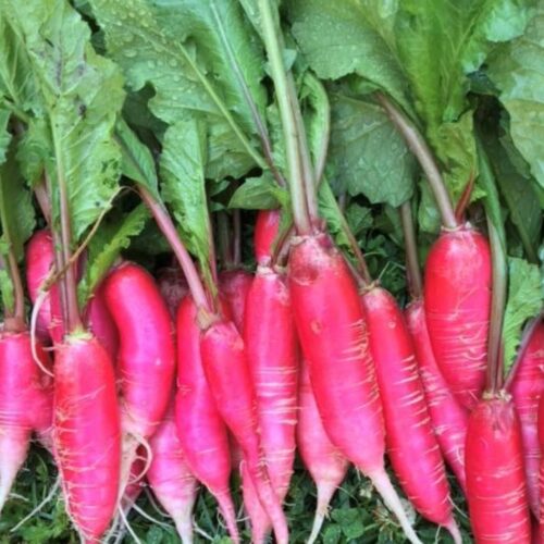 Pink Summercicle Radish Seeds | Organic
