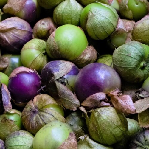 Purple Tomatillo Seeds | Heirloom