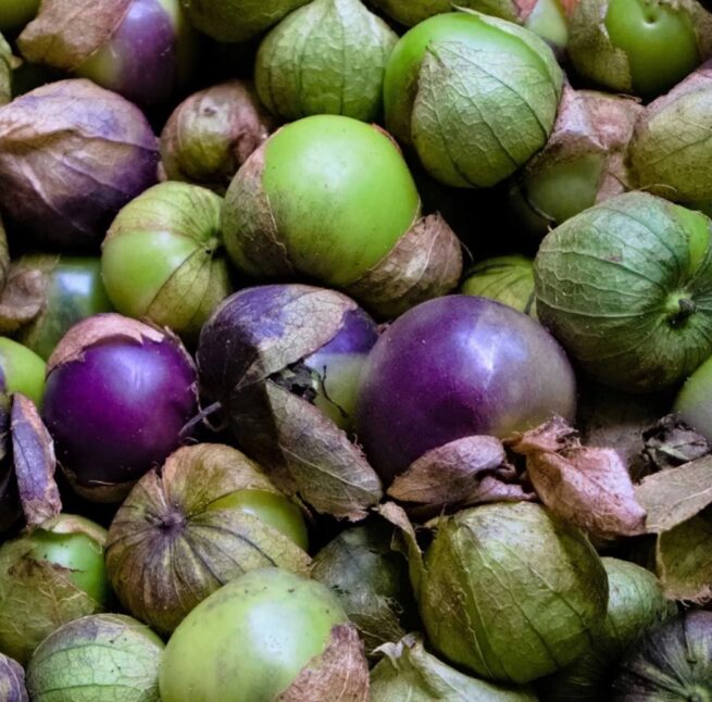 Purple Tomatillo Seeds | Heirloom