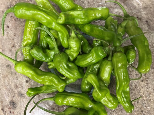 Shishito Pepper Seeds | Heirloom | Organic