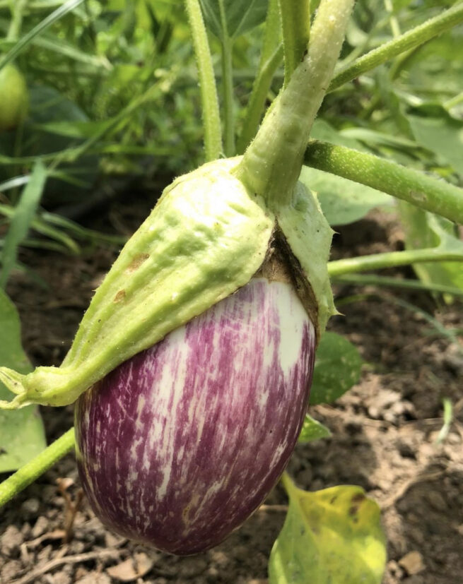 Shooting Stars Eggplant | Heirloom | Organic