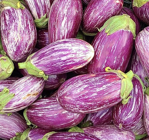 Shooting Stars Eggplant | Heirloom | Organic