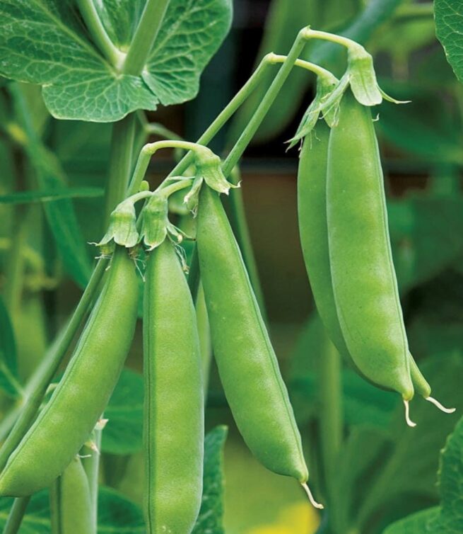 Sugar Daddy Snap Pea Seeds | Organic