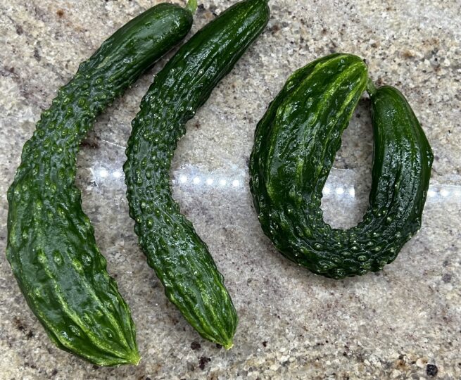 Suyo Long Cucumber Seeds | Heirloom | Organic