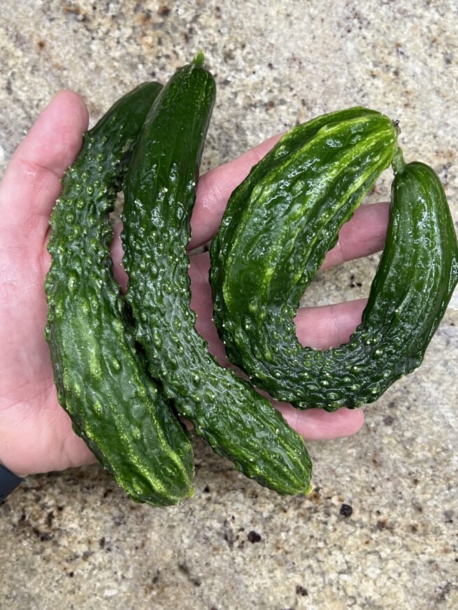 Suyo Long Cucumber Seeds | Heirloom | Organic