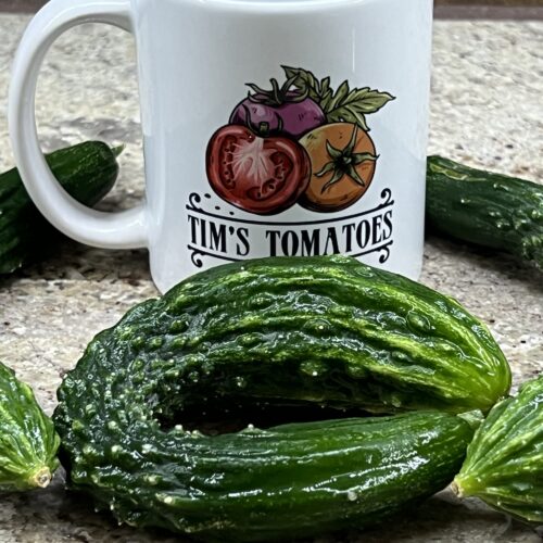 Suyo Long Cucumber Seeds | Heirloom | Organicm | Tim's Tomatoes