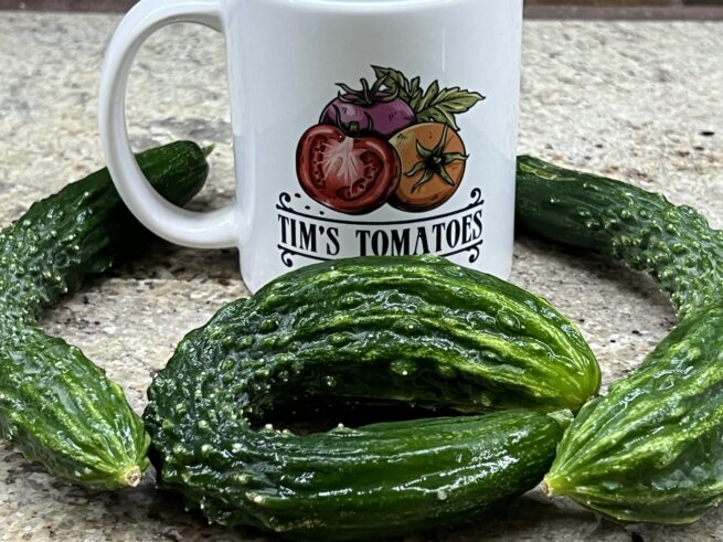 Suyo Long Cucumber Seeds | Heirloom | Organicm | Tim's Tomatoes