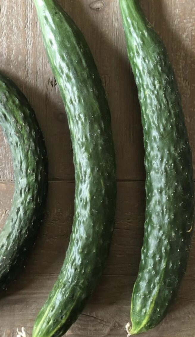 Suyo Long Cucumber Seeds | Heirloom | Organic