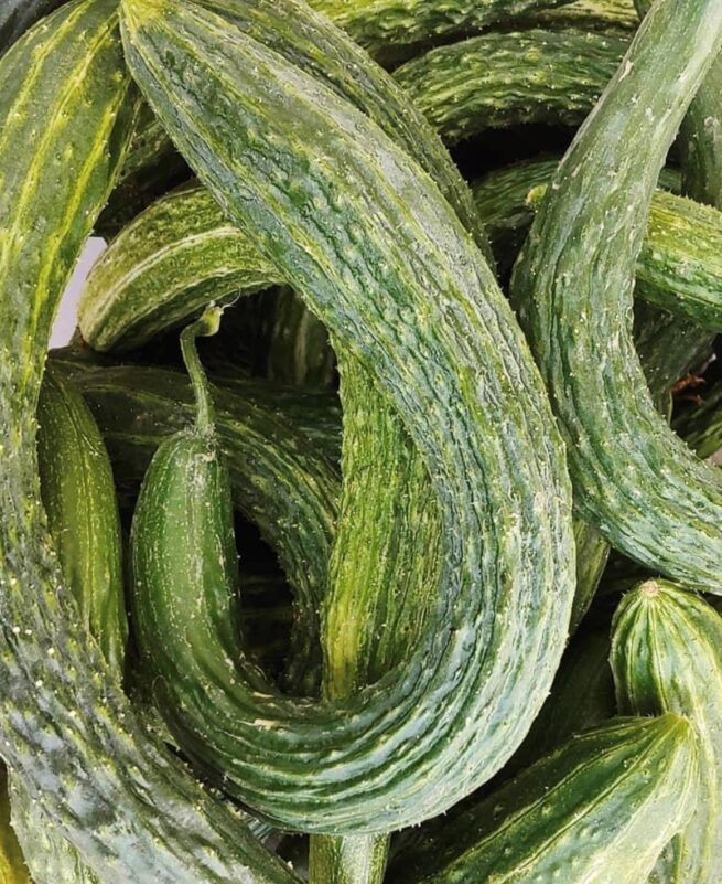 Suyo Long Cucumber Seeds | Heirloom | Organic