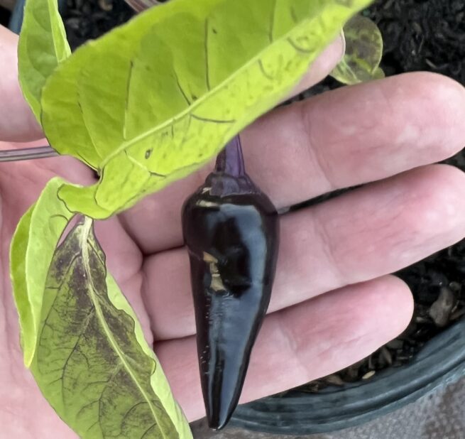 Black Hungarian Pepper Seeds | Hot | Heirloom | Organic