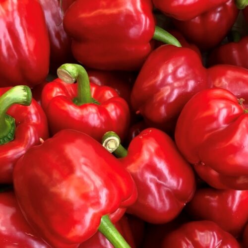 King of the North Pepper Seeds | Organic