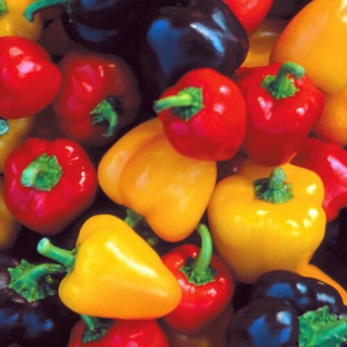 Mini Bell Pepper Seed Mix | Heirloom | Organic