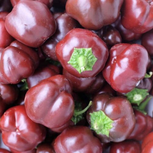 Mini Chocolate Bell Pepper Seeds | Heirloom | Organic