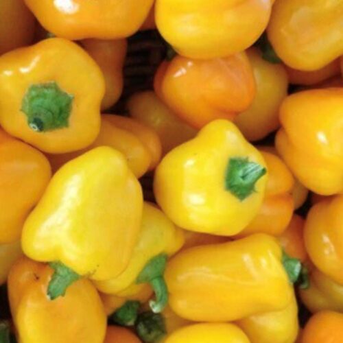Mini Yellow Bell Pepper Seeds | Heirloom | Organic