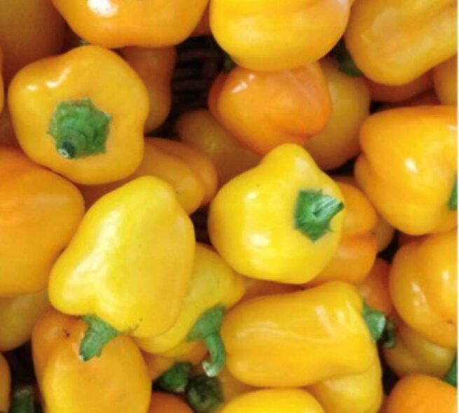 Mini Yellow Bell Pepper Seeds | Heirloom | Organic