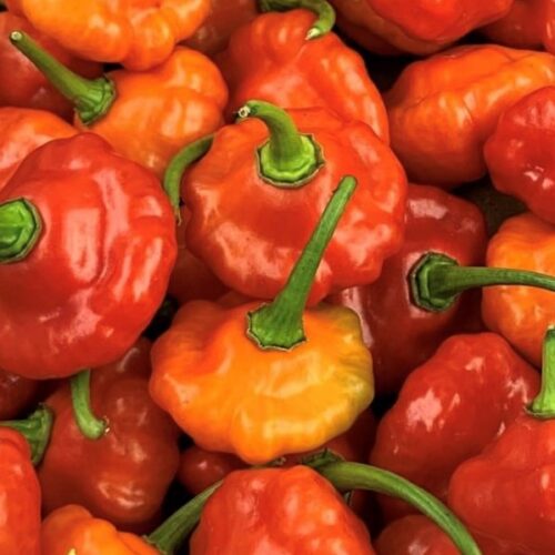 Sweet Bonnet Pepper Seeds | Hot | Organic