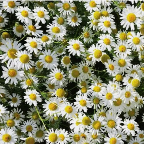 German Chamomile Seeds | Heirloom | Herb