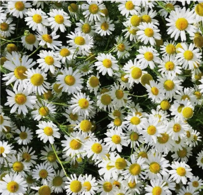 German Chamomile Seeds | Heirloom | Herb