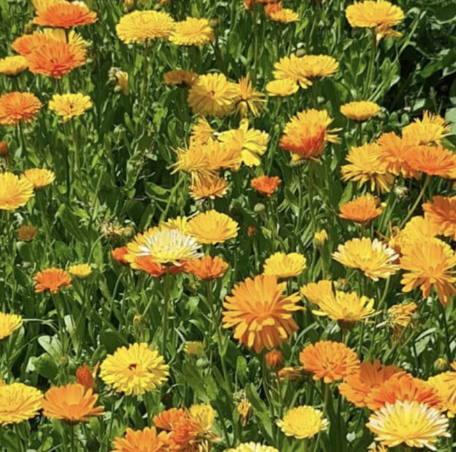 Pacific Beauty Calendula Seeds