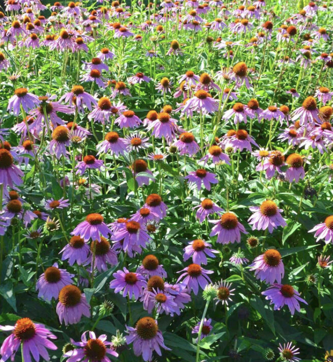 Purple Coneflower Echinacea Seeds | Heirloom | Native