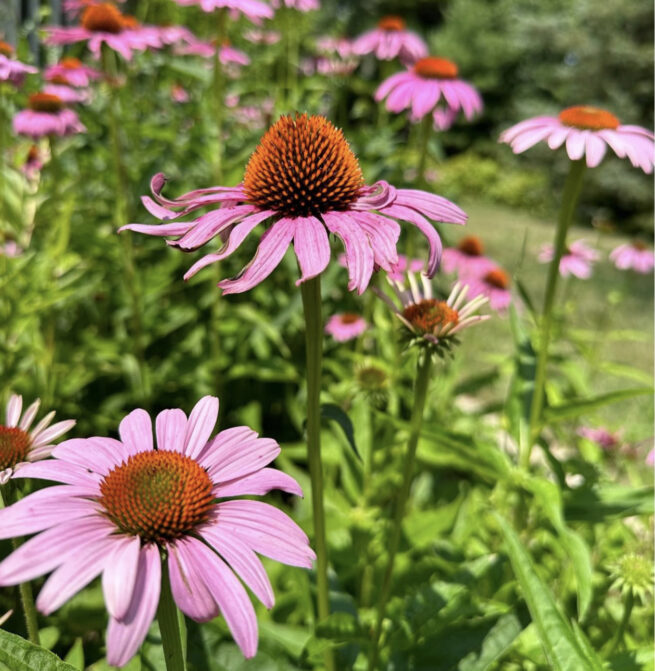 Purple Coneflower Echinacea Seeds | Heirloom | Native