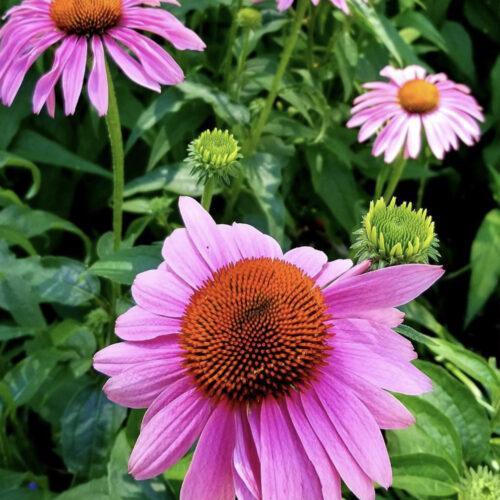 Purple Coneflower Echinacea Seeds | Heirloom | Native