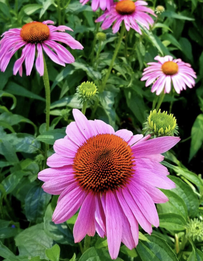 Purple Coneflower Echinacea Seeds | Heirloom | Native