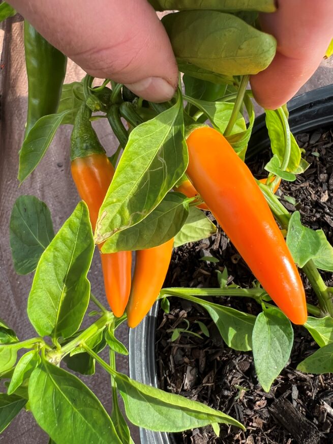 Bulgarian Carrot Pepper Seeds | Hot | Heirloom