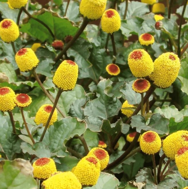 Toothache Plant (Paracress) Seeds | Organic