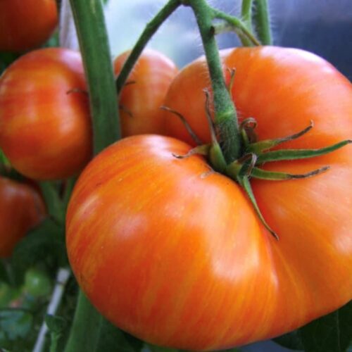 Dwarf Confetti Tomato Seeds