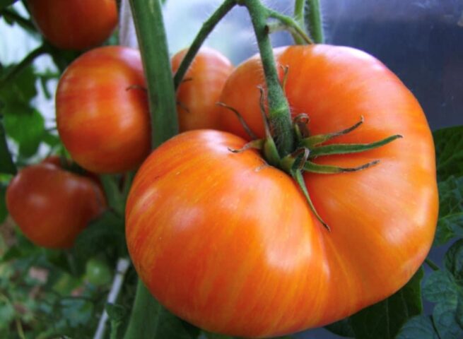 Dwarf Confetti Tomato Seeds