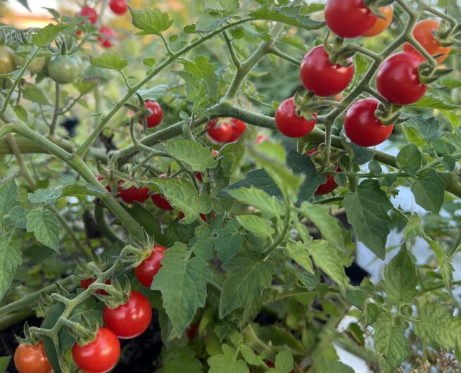 Everglades Tomato Seeds | Heirloom | Tim's Tomatoes