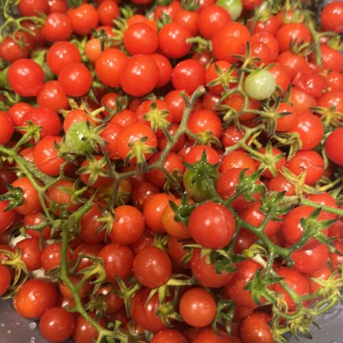 Everglades Tomato Seeds | Heirloom | Tim's Tomatoes