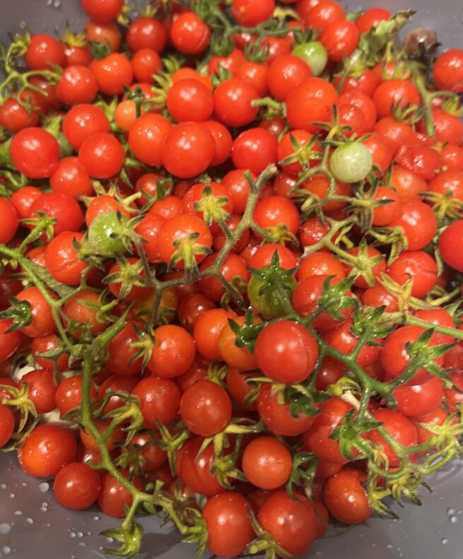 Everglades Tomato Seeds | Heirloom | Tim's Tomatoes