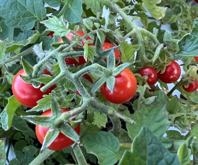 Everglades Tomato Seeds | Heirloom | Tim's Tomatoes