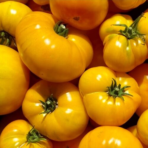Azoychka Tomato Seeds | Heirloom