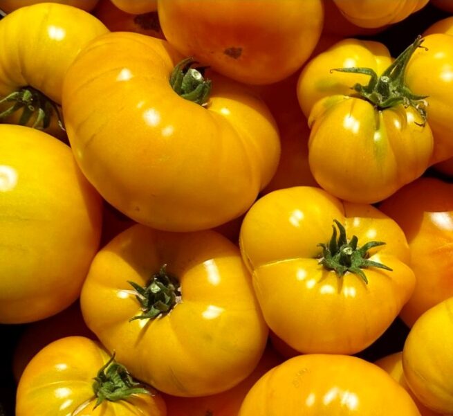 Azoychka Tomato Seeds | Heirloom