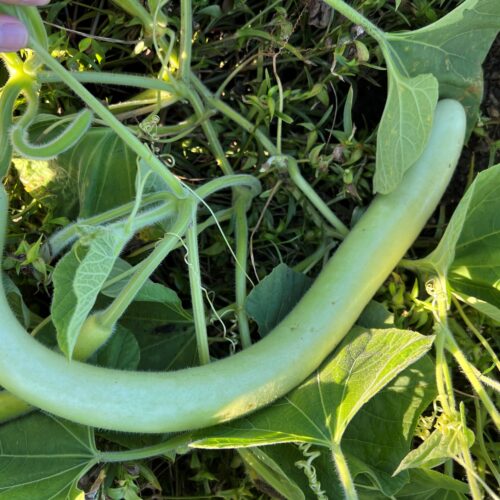 Cucuzzi (Edible) Gourd Seeds | Heirloom