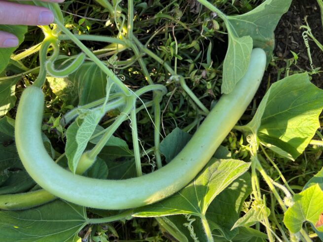 Cucuzzi (Edible) Gourd Seeds | Heirloom