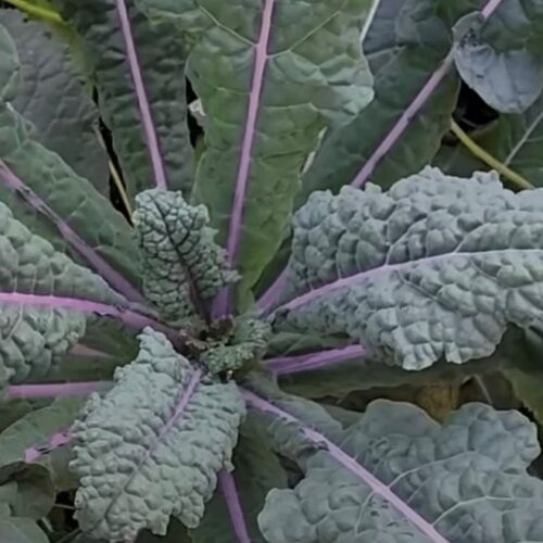 Dazzling Blue Kale Seeds Tim's Tomatoes